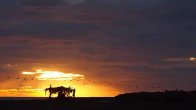 a sunset with a horse and flock of birds at Samara Palm Lodge in Sámara