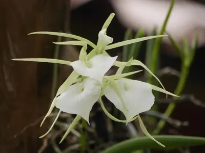 a close up of a white flower at Samara Palm Lodge in Sámara