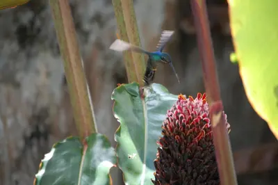 a hummingbird perched on top of a plant at La Cima del Mundo in Chimirol