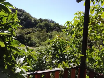 a view of a mountain through the trees at La Guayaba Monteverde in Monteverde Costa Rica
