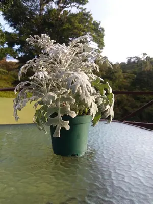 a plant in a green pot sitting in water at Quinta los volcanes in Turrialba