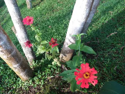 a plant with red flowers next to a fence at Quinta los volcanes in Turrialba