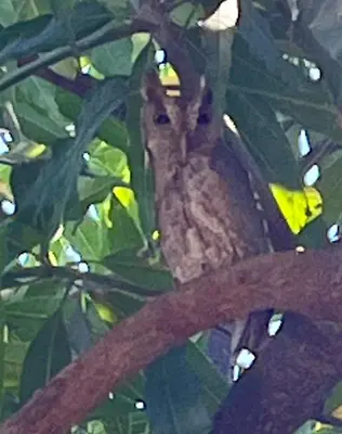 a bird perched on top of a tree branch at The Breeze Hotel & Villas in Tamarindo