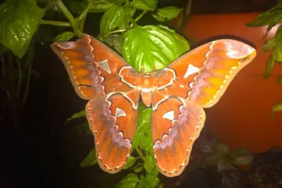 an orange butterfly shaped butterfly on a plant at Light of Dawn in Quepos