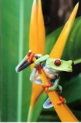 a toy frog holding a pencil in front of a flower at Light of Dawn in Quepos
