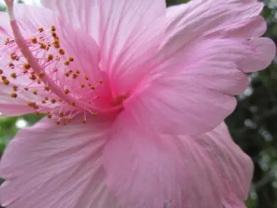 a close up of a pink flower at Light of Dawn in Quepos