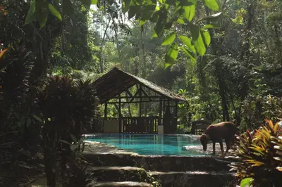 an elephant standing in front of a swimming pool at Princesa de la Luna Ecolodge in Fortuna