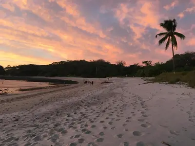 a group of people walking on a beach with a palm tree at Mundaka : Burnt Toast Surfcamp in Nosara