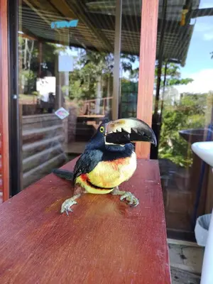 a bird sitting on top of a wooden table at Bella Vista Ranch Ecolodge in Turrialba