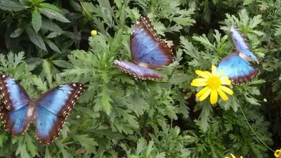 three butterflies are sitting on a plant with a yellow flower at Mirador House Cozy & Private Home W Volcano View in El Castillo de la Fortuna