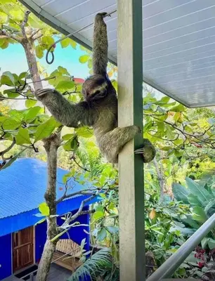 a sloth hanging from a tree branch at Peace of Paradise Breakfast Included Free Manuel Antonio Park Tour in Manuel Antonio