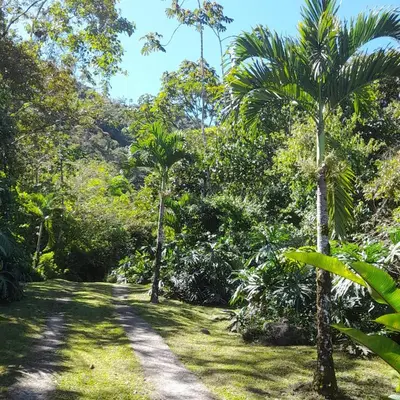 a dirt road through a forest with palm trees at Corredores del Pacuare in La Suiza