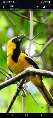 a yellow and black bird sitting on a tree branch at Corredores del Pacuare in La Suiza
