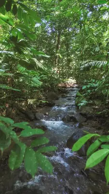 a stream in the middle of a forest at The Scarlet Villas in Ojochal