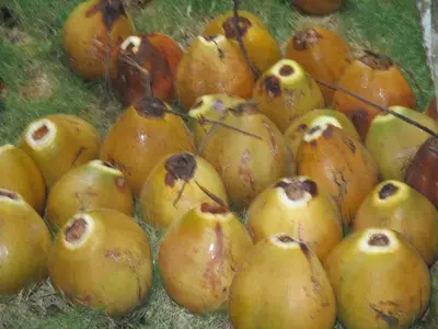 a pile of rotten apples sitting on the grass at Pacific Jungle Condominium in Playa Hermosa