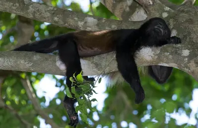 a black and brown monkey sitting on a tree branch at Golden Pineapple Villas-Adults Only in Uvita