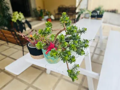 a group of potted plants on a white table at Ester`s Place in Escazu