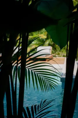 a close up of a plant next to a pool at Lua Villas in Santa Teresa Beach