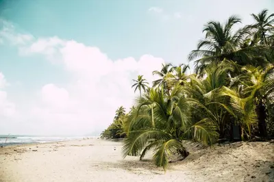 a group of palm trees on a beach at Peace Lofts and Apartments in Santa Teresa Beach