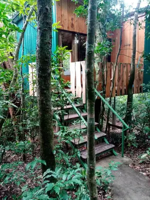 a set of stairs leading to a cabin in the woods at The Green Tree Lodge in Monteverde Costa Rica