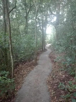 a path through a wooded area with trees at The Green Tree Lodge in Monteverde Costa Rica