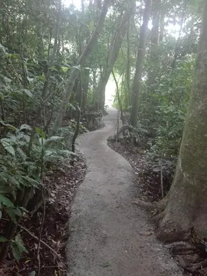 a path through a forest with trees on the side at The Green Tree Lodge in Monteverde Costa Rica