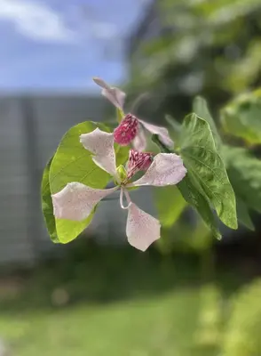 a close up of a flower on a plant at Casa Morpho Uvita Guesthouse in Uvita