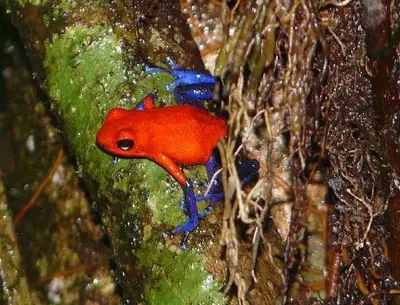a red and blue fish is clinging to a wall at Casa Marbella in Tortuguero