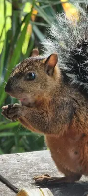 a squirrel sitting on a table with its head in the air at Hotel La Rana de Arenal in Nuevo Arenal