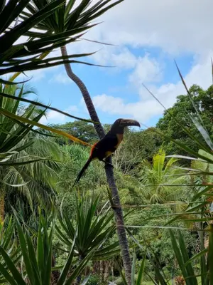 a bird perched on top of a tree branch at Hotel La Rana de Arenal in Nuevo Arenal