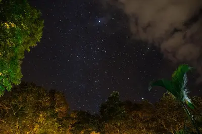 a starry night with a palm tree in the foreground at Arbol Verde Villas in Ojochal