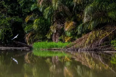 a river with palm trees and a bird in the water at Casa Grande at Pacuare Reserve in Matina