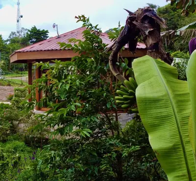 a bunch of bananas hanging from a banana tree at Cabina monteverde Soan de Montaña in Monteverde Costa Rica