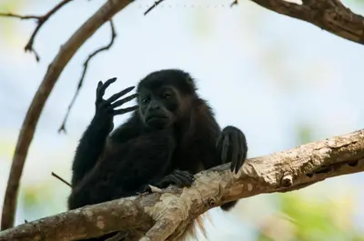 a monkey sitting on top of a tree branch at Casas Mal Pais in Mal País