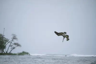 a bird flying over a body of water at Casas Mal Pais in Mal País