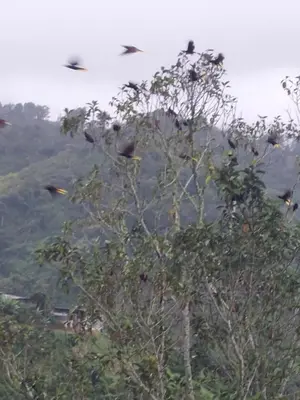 a flock of birds perched on top of a tree at Cabaña Niraj in Cartago
