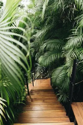 a wooden walkway through a lush green jungle at Mint Santa Teresa - Adults only in Santa Teresa Beach