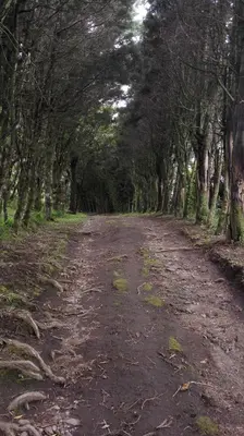 a dirt road with a row of trees at Apartamento ArteSAna - Jardín de la Diosa in Monteverde Costa Rica