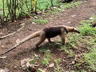 a meerkat walking down a dirt road at Cabins yafeth osa drake bay in Drake