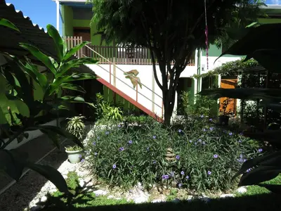 a bird sitting on a tree in a garden at chez philippe in Orotina