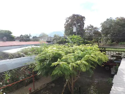 a garden with a palm tree and a plant at chez philippe in Orotina