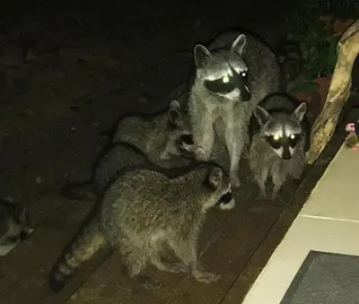 a group of cats with glowing eyes at night at Boho lodge Montezuma l&l in Montezuma