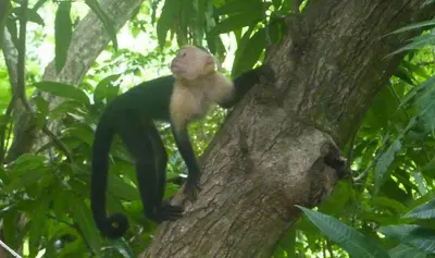 a monkey sitting on top of a tree at Boho lodge Montezuma l&l in Montezuma