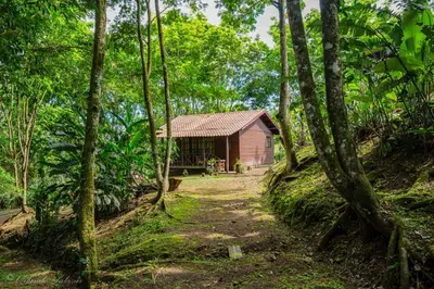 a small shack in the middle of a forest at Hospedaje La Naciente in Turrialba