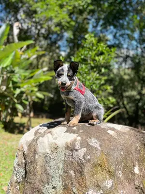 a small dog sitting on top of a rock at Hospedaje La Naciente in Turrialba