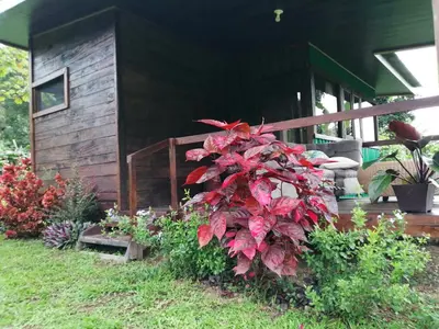 a plant with red leaves in front of a house at EYA Ecolodge in San Isidro