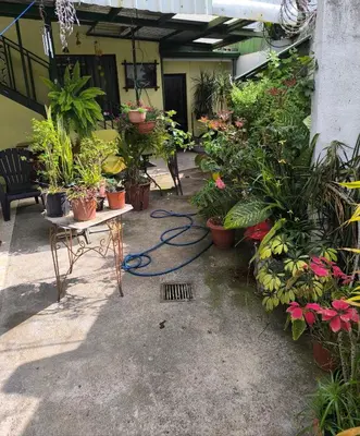 a room filled with lots of potted plants at Vilma Friendly Guesthouse - RA in San José