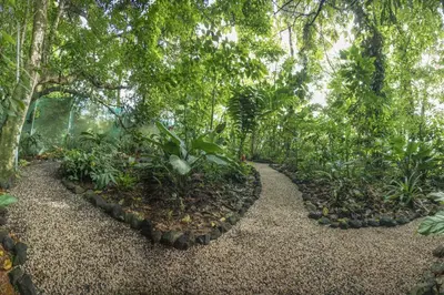 a garden with trees and plants on a trail at Cabañas del Rio in Fortuna