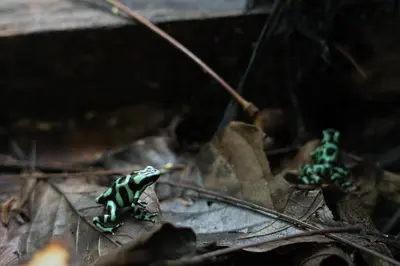 two green frogs sitting on a leaf at Cabañas del Rio in Fortuna