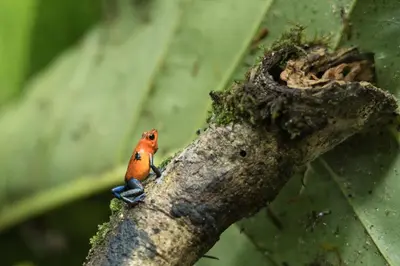 a red bird sitting on top of a tree branch at Cabañas del Rio in Fortuna